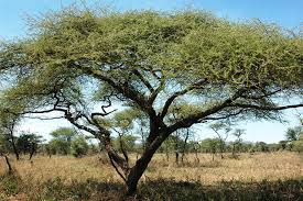 Image result for Acacia brevispica