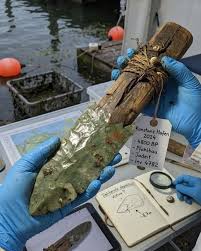4,800-year-old Neolithic axe found in Lake Constance