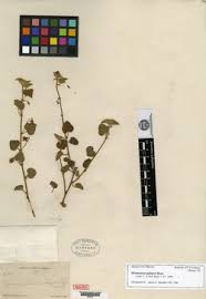 Image result for Hermannia eenii