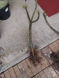 You plumeria are dormant for the winter sweet babys please visit my site at mariasgarden.us. A Couple Of My Plumerias All Set For Winter Bare Rooting Storage Plumeria