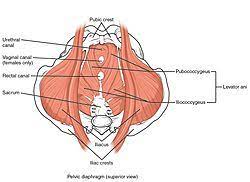 Differences between the male pelvis and the female pelvis. Pelvic Floor Wikipedia
