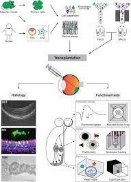 Metal kitchen rack w \/metal rods vs cones function eyes wide. Transplantation Of Photoreceptors Into The Degenerative Retina Current State And Future Perspectives Sciencedirect