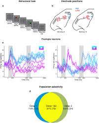Best sauce for beef tenderloin roast / beef tender. Minimally Dependent Activity Subspaces For Working Memory And Motor Preparation In The Lateral Prefrontal Cortex Elife