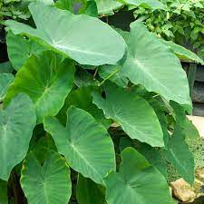 Also, fawns will taste everything. Elephant Ear Colocasia American Meadows