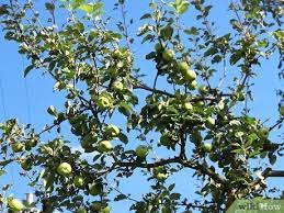 We did not find results for: How To Buy Fruit Trees 13 Steps With Pictures Wikihow