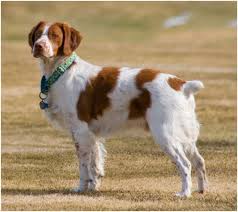 We did not find results for: French Brittany Vs Belgian Shepherd Dog Malinois Breed Comparison