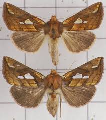 Image result for Plusia putnami