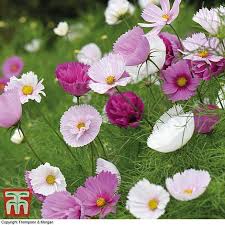 Cosmos Bipinnatus Cupcakes And Saucers Thompson Morgan