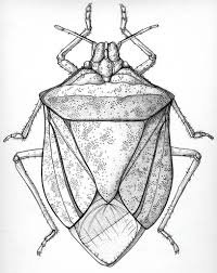 Stink Bug Bugs Drawing Bug Art Stink Bugs