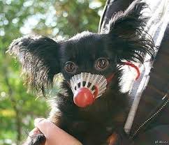 Online translation > french translation > translate muselière to english. Tom Co Plerin Museliere Pour Petit Chien Facebook