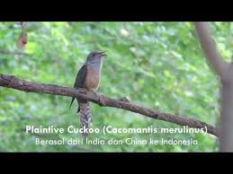 Download suara burung prenjak kepala merah mp3. Download Burung Prit Gantil Mp3 Mp4 3gp Flv Download Lagu Mp3 Gratis