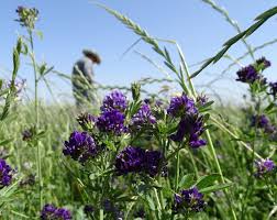 Subvenția pe care fermierii români o vor primi pe suprafața de teren va ajunge la 215 euro pe hectar în următoarea programare, a anunțat ministrul „la ora actuală românia are o subvenţie de 195 de euro/hectar. Subventii Apia In Ce Conditii Fermierii Pot Accesa In 2017 Sprijinul Cuplat Pentru Lucerna Stiriagricole Ro