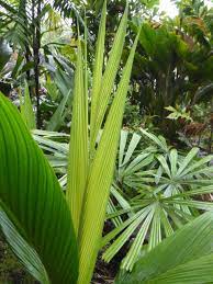 If there is something from our list that you would like to know more about, you can search for specific names here or via the search in the top right corner of any page. A M Tanga Discussing Palm Trees Worldwide Palmtalk