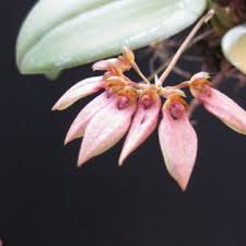 Image result for Bulbophyllum schinzianum