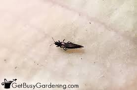 Also, thrips can withstand almost all types of temperature variations and hence eliminating them right away is highly essential. How To Get Rid Of Thrips On Houseplants Get Busy Gardening