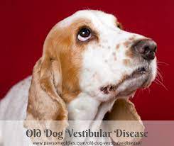 Old Dog Vestibular Disease Pawsome Oldies Old Dog Health