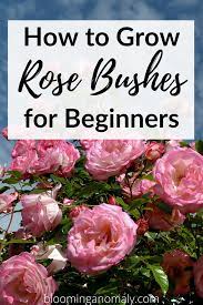 How To Grow Rose Bushes For Beginners Growing Roses Rose Care Rose Bush Care