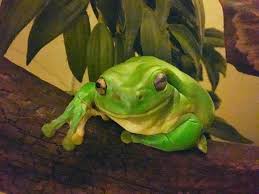 Watch this same species of tree frog try to eat a snake more than twice its size. I Put My 15 Year Old Australian Green Tree Frog To Sleep Last Weekend Here He Is When He Was In His Prime Vale Froggy Frogs