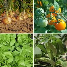 For many internally displaced africans with access to land and. Home Vegetable Garden Ideas In India A Full Guide Gardening Tips
