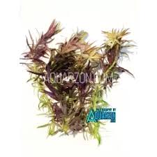 Image result for Hygrophila hippuroides