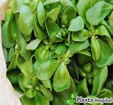 If you have allergies, such as skin allergies or food allergies (for example, to melon or the vegetable plantain), you may be allergic to plantain. 10 Proven Health Benefits Of Purslane How To Eat How Is It Prepared