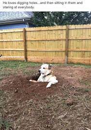 How To Keep A Dog From Digging Dog Memes Funny Animals Funny Dogs