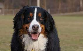 kartinki po zaprosu zennenhund bernese mountain dog popular dog breeds mountain dogs
