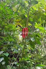 Image result for Pearsonia aristata