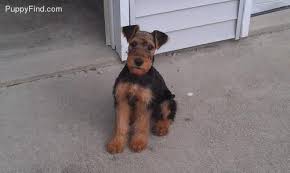Feel free to browse hundreds of active classified puppy for sale listings, from dog breeders in pa and the surrounding areas. Akc Airedale Terrier Puppies For Sale In Bluffton Indiana Classified Americanlisted Com