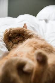 Pin By Burcu S On The Animals Cat Sleeping Cat Sleeping Positions Cats