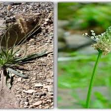 Image result for Tragia brevipes