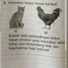 Maybe you would like to learn more about one of these? Perhatikan Kedua Hewan Berikut Kucing Dan Ayam Brainly Co Id