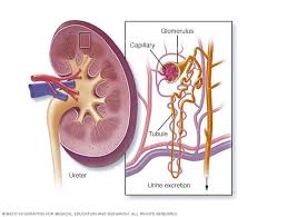 Acute Kidney Failure Symptoms And Causes Mayo Clinic Nephropathy Kidney Failure Symptoms Kidney Failure