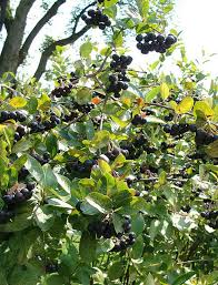 Image result for Zanha golungensis