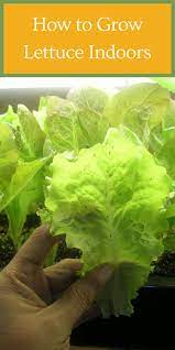 How To Grow Lettuce Indoors Gardening Sun Growing Lettuce Indoors Growing Lettuce Vegetable Garden Tips