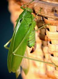 Image result for Macrotyloma ellipticum