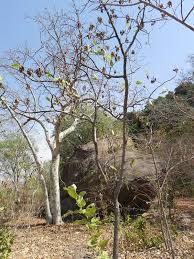 Image result for Terminalia macroptera