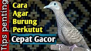 Apr 19, 2021 · terasi ketika di berikan pada burung perkutut memiliki manfaat untuk membuat perkutut yang malas bunyi menjadi rajin bunyi, membentuk suara dan dapat meningkatkan gairah manggungnya. Manfaat Terasi Untuk Burung Perkutut Cepet Gacor Youtube