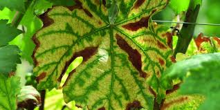 Image result for Pseudopeziza tracheiphila