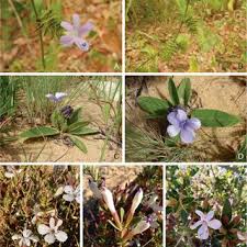Image result for Barleria mackenii