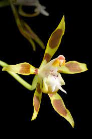 File:Oncidium reversoides M.W.Chase & N.H.Williams- Lindleyana 21(3)- 26  (2008). 20220619 020510.jpg - Wikimedia Commons