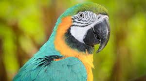 Ketika seekor burung terbang, itu adalah hal yang menakjubkan untuk disaksikan. Empat Tahun Menghilang Burung Kakaktua Ini Berganti Bahasa
