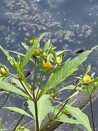 Image result for Bidens ruyigiensis