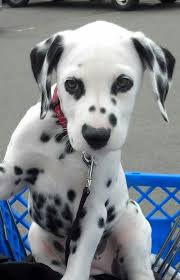 A sweet Dalmatian puppy in a shopping cart.