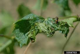 Image result for Grapevine leafroll virus