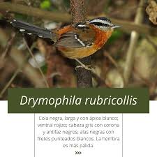 Image result for Dolichos filifoliolus