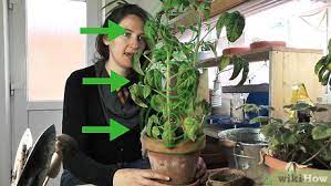 Learning how to grow tomatoes indoors can be very rewarding. How To Grow Tomatoes Indoors 11 Steps With Pictures Wikihow