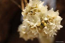 Image result for Dombeya rotundifolia