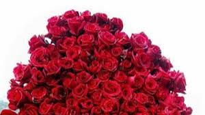 Rosen von einem floristen sind frischer und besser, es gibt meistens mehrere sorten zur auswahl und es wird auf wunsch professionell zum bund oder strauß verarbeitet. Valentinstag Nehmt Gelbe Rosen Gesellschaft Faz