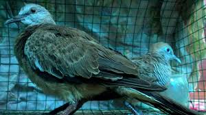 Burung derkuku masih termasuk ke. Cara Meloloh Burung Derkuku Bc Akhir By Winarno